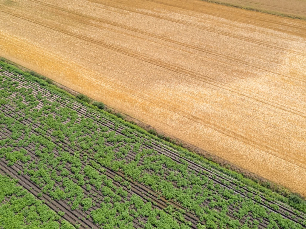 Peut-on vendre une terre agricole à un voisin sans passer par la SAFER ?