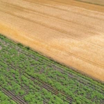Peut-on vendre une terre agricole à un voisin sans passer par la SAFER ?