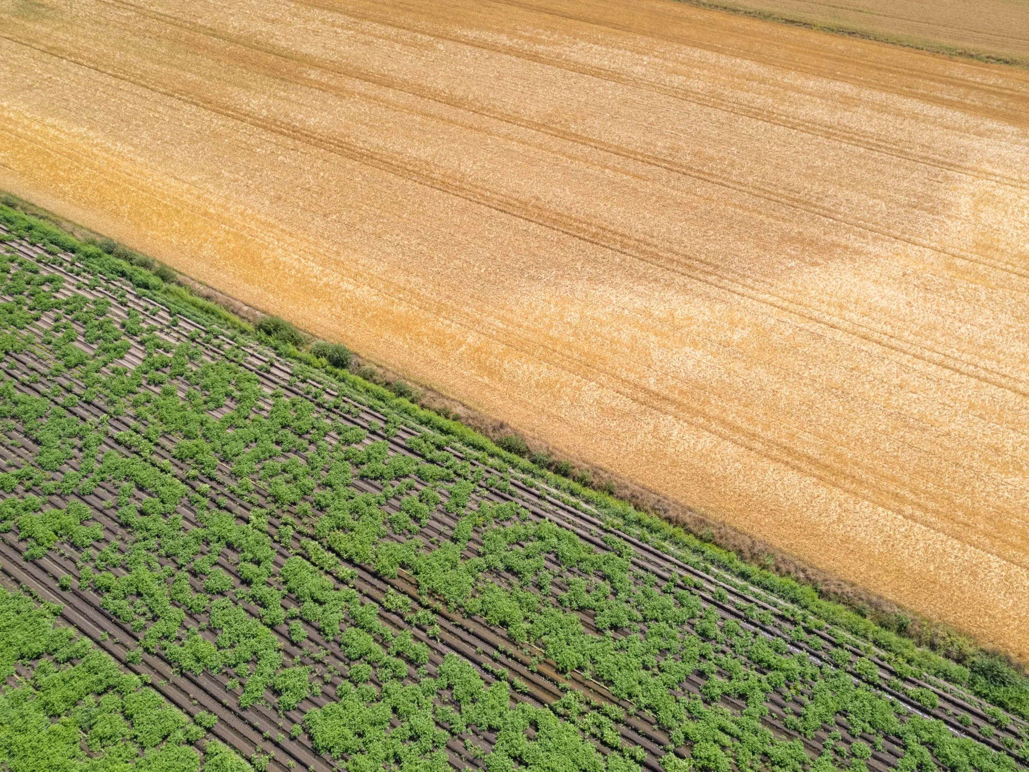 Peut-on vendre une terre agricole à un voisin sans passer par la SAFER ?