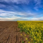 Peut-on conclure un bail rural verbalement ?